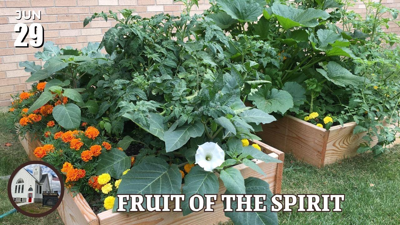 raised vegetable beds