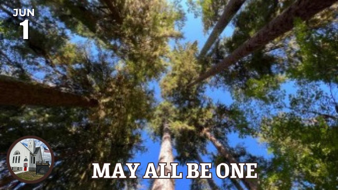 tree tops from below
