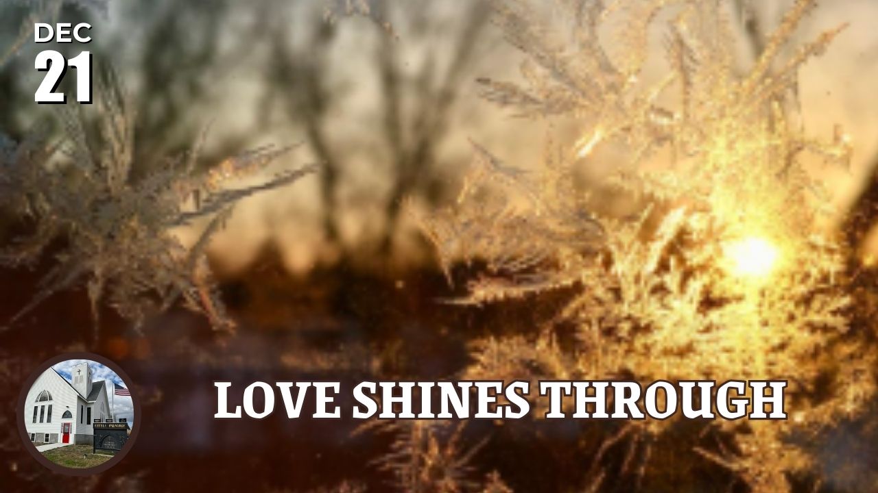 sunlight shining through winter icey branch