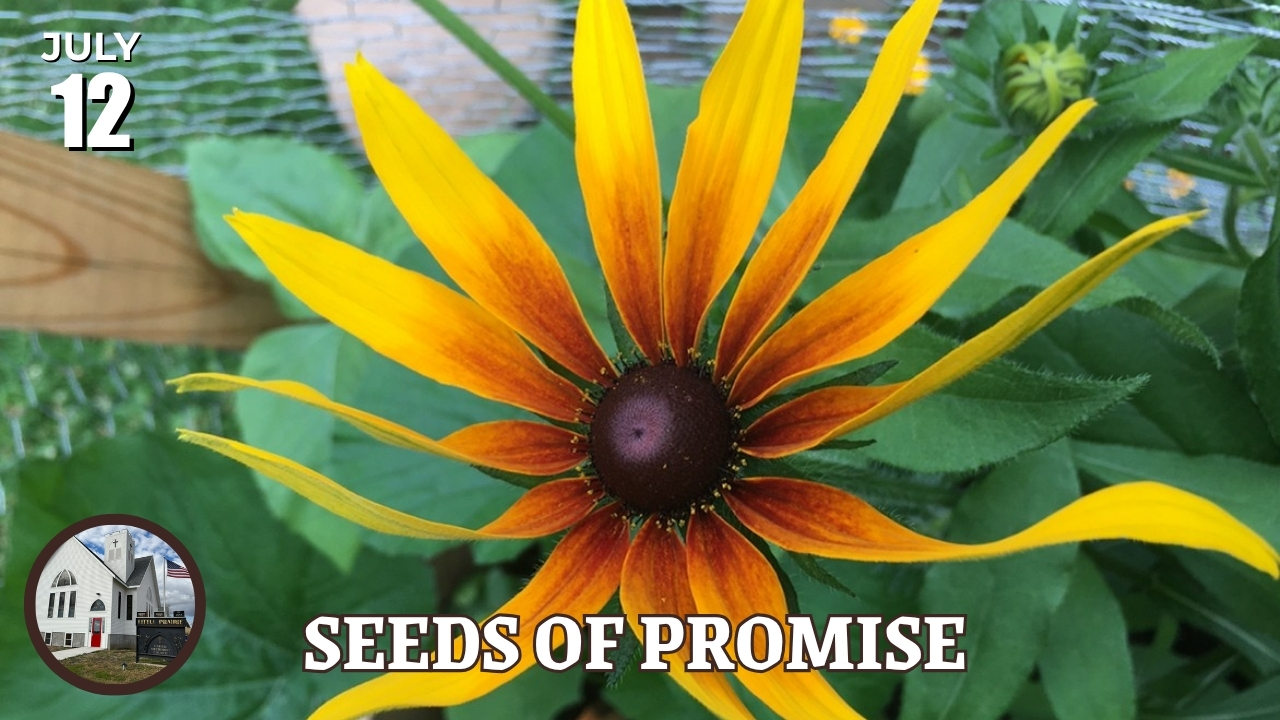 Seeds of Promise video link