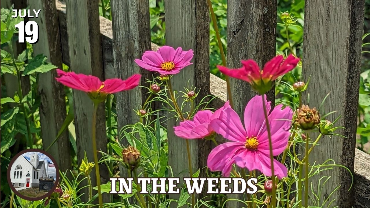 In the Weeds video link